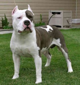 americanStaffordshireTerrier.jpg